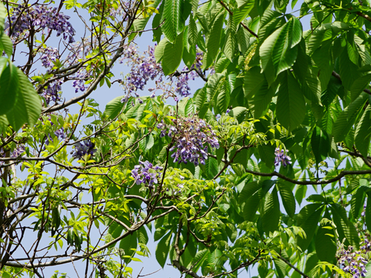 フジ（四国中央市富郷町）の画像2